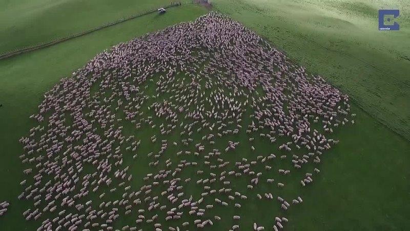 Mesmerising Mass Sheep
