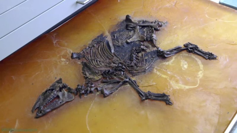 BBC Страна ископаемых чудес 3 Оранжерея млекопитающих Познавательный палеонтология исследования 2013