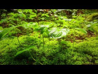 Nature Therapy_ Relaxing Full Motion Forestry with Natural Sounds