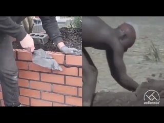 NATIONALIST VIDEO - European vs negroid