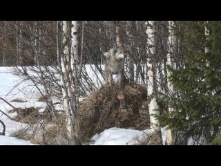 [Всё из за Метало Копа] НАШЛИСЬ СВИДЕТЕЛИ! ЧТО ЭТО? РАЗВЯЗКА С ТРАКТОРОМ! НАШЁЛ СЕЙФ,КЛАДБИЩЕ СТАРЫХ КУЗОВОВ И МНОГОЕ ДРУГОЕ