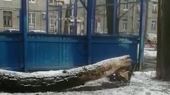 Дерево упало на человека в Москве. Серьёзные травмы получил 25-летний молодой человек во время снежн...