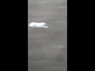 Машинист снял на видео, как заяц лихо обгоняет пассажирский поезд