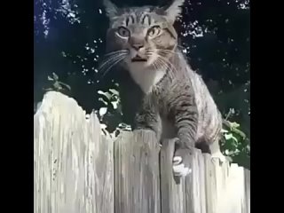 Сторожевой кот