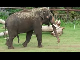Как слон чешет живот