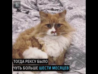 Котозавр Рекс (1080p).mp4