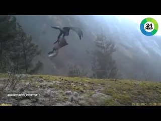 Беркут напал на лису в горах Северной Осетии
