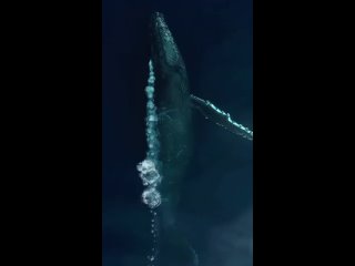 Невероятный горбатый кит