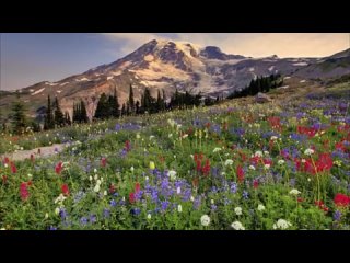 Цветы на горных склонах. Yanni -  инструментальная музыка