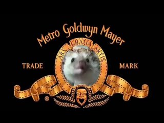 Hedgehog Golden Mayer