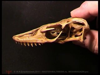 На фото вы видите череп позвоночного животного На фото вы видите череп позвоночного животного