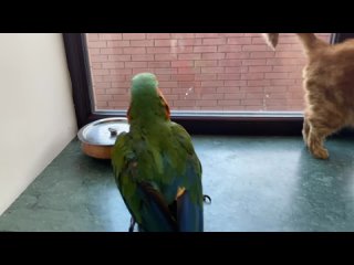 кот Персик охраняет кастрюлю от попугая Арчи cat Persik guards the pot from the parrot Archie