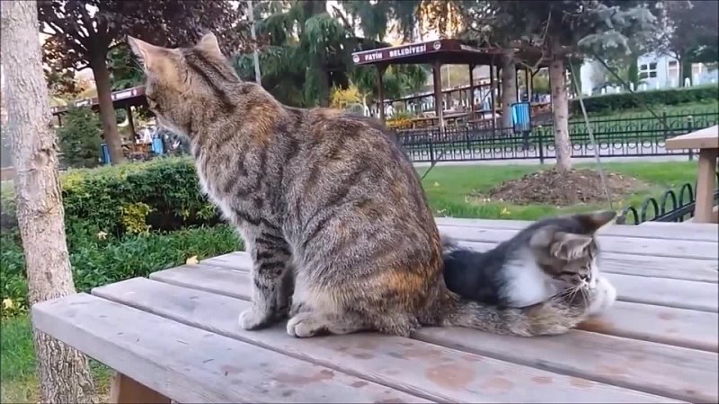 Mama Cats Reaction to her kitten, When Kitten biting