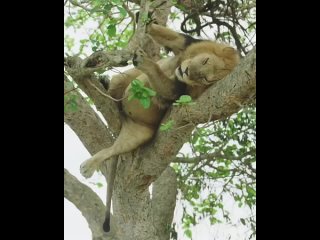 Лев с экзистенциальным кризисом чихнул, и продолжил грустить 🦁