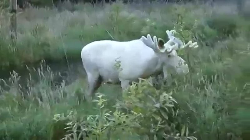 Совершенно белый лось альбинос в