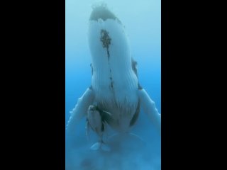 Горбатый кит.