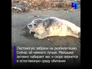 В Сахалинской области нашли раненого детеныша тюленя