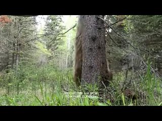 Нашид - Тоска(240P).mp4