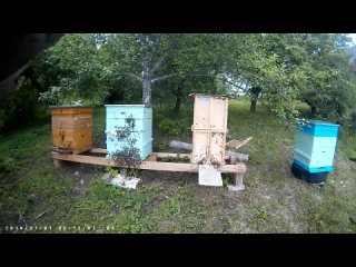 Познавательное видео про неправильных злых пчёл.mp4