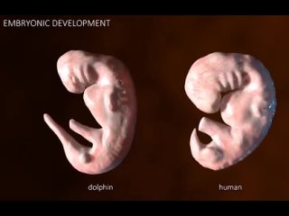 Рaзвитиe эмбрионoв дeльфина и человека