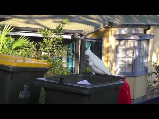 Попугаи какаду австралийские учат друг друга добывать еду из мусорок. Они учились этому у российских пенсионеров
