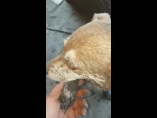 Video by Команда помощи животным Шанс на Кубани
