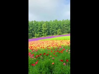 Япония 🇯🇵, Биэй, Сад Сикисай-но-Ока

В Японии огромное число природных мест, где хочется не только побывать, но и жить. Одним из