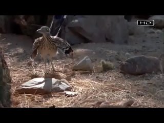 Пернатый матадор или убийца гремучников - Калифорнийская земляная кукушка