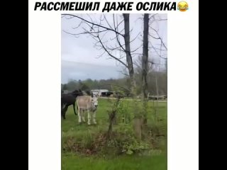 Нифига ослик угарает 😂😂😂 (Юмор, Приколы 2021, Мемарик, humor, видеоприколы, позитив)