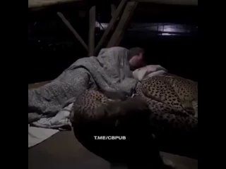 🐆 Зоопарк в Южной Африке работа с гепардами