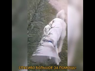 Нота(С559) благодарит сургутян за помощь .mp4