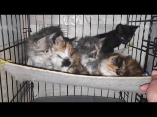Видео от Сыктывкар Кошкин Дом - бездомные кошки