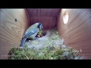 First Egg Hatching to Chicks Fledging - 21 days in 21 mins - BlueTit nest box ca