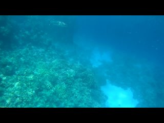 Egypt, Ras Muhammad National Park, Yolanda  reef, Domina Coral Bay,May2021