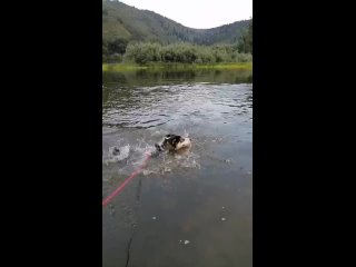 Vídeo de Том. Собака из Новокузнецка/Мысков