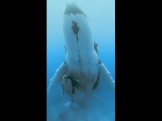 Преданная мать-горбатый кит, терпеливо ожидающая, когда вырастет ее детеныш 🐋
