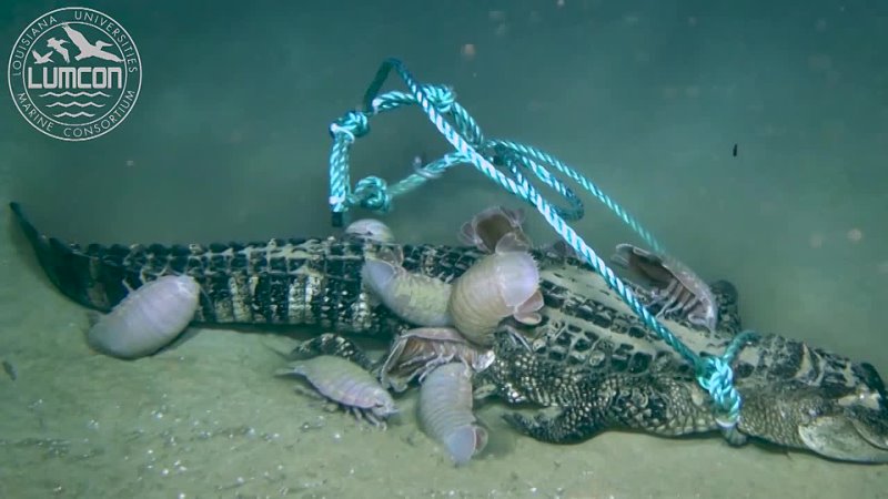First ever deep sea alligator food