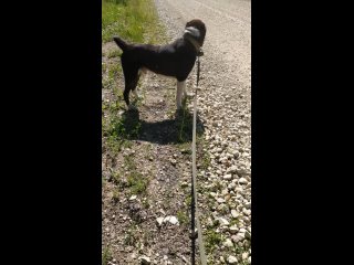 Видео от Собака Алабака,по имени Бабака и Котаны Братаны.