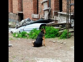 Видео от Приют для собак “Алькин Дом“ Красноярск