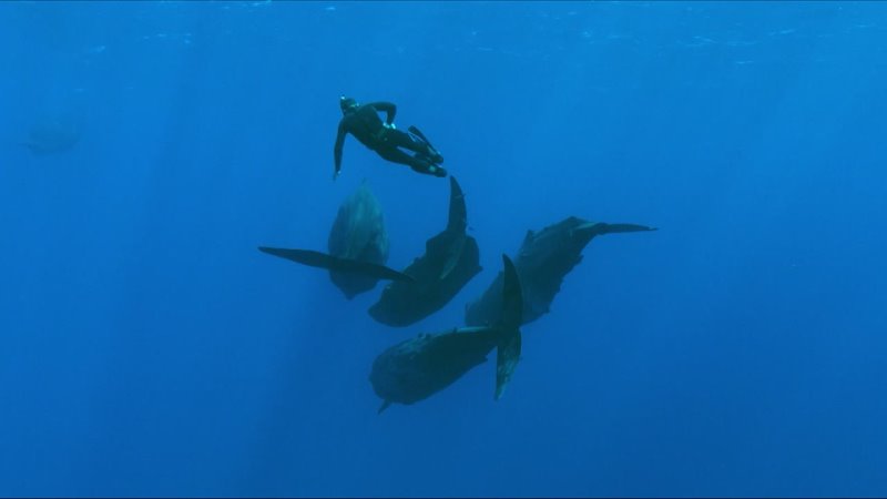 23 июля с 13 00 Всемирный день дельфинов и китов на телеканале HDL