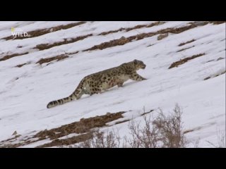 Холодное королевство снежного Барса