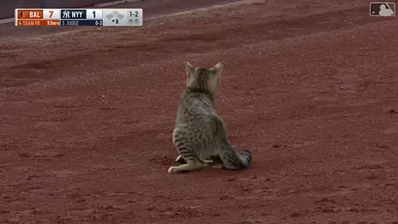 Кот выскочил на стадион «Нью-Йорк Янкис» и несколько минут убегал от стюардов