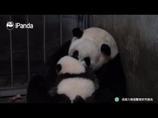 Мама панда обнимает своего ребенка