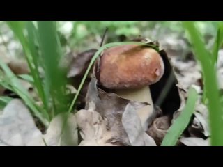 Белые грибы и обабки в Майкопе