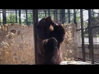 Медведь принимает душ)