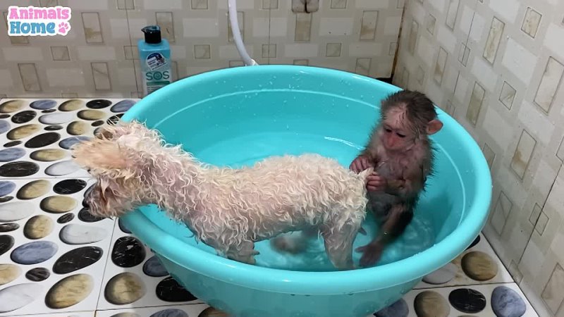 Animals Home Bi Bi Monkey helps dad bathe the