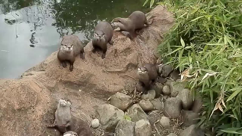 Otters Find A Butterfly