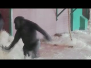 dancing gorilla