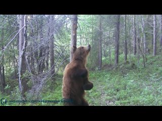 Медвежий блюз в Кандалакшском заповеднике (2021)