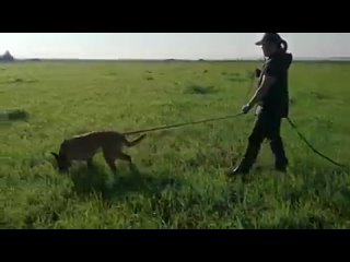 Video by (АС) Атакующие собаки